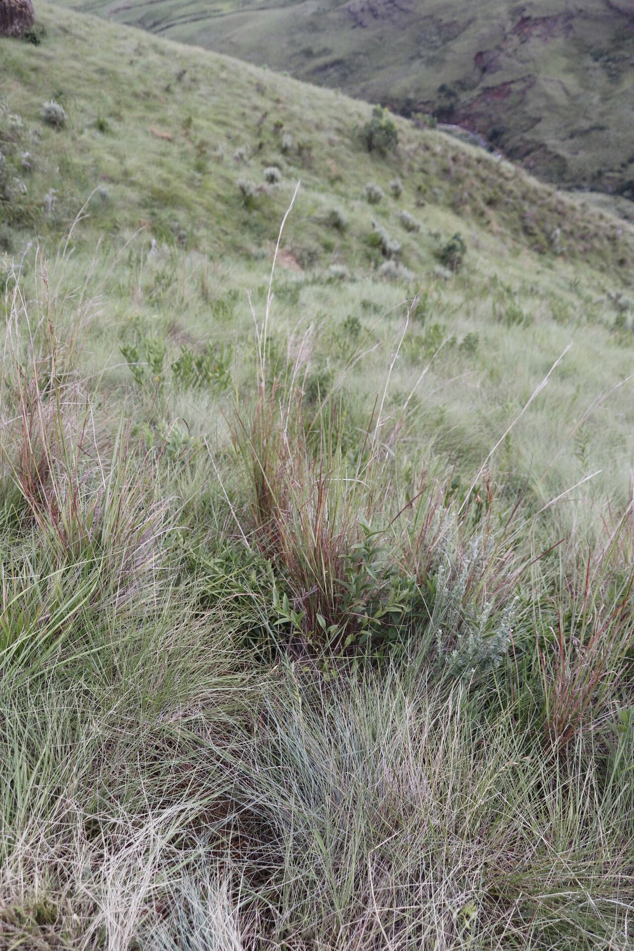 Hyparrhenia quarrei habit