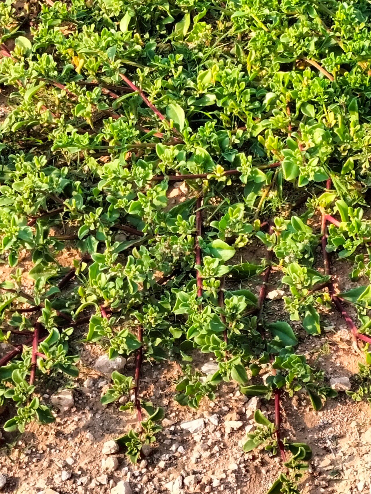 Mesembryanthemum aitonis habit