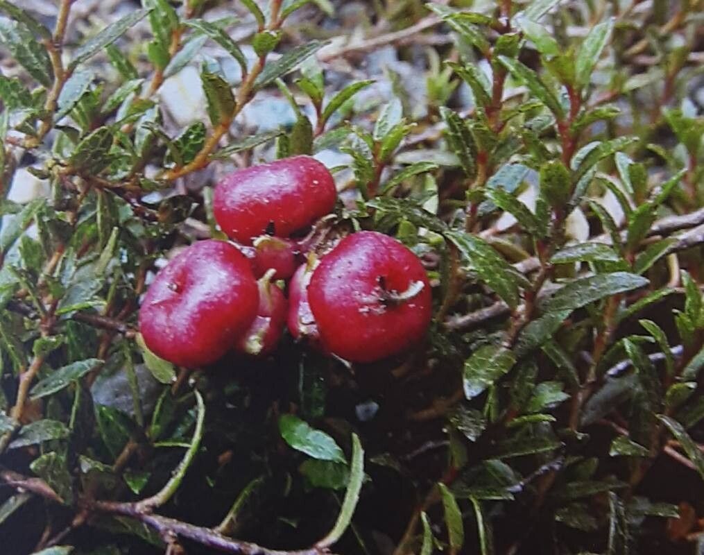 Gaultheria parvula — search result for 'Gaultheria'