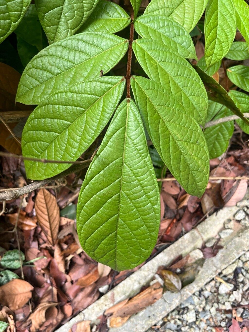 Connarus ferrugineus — houseplant care guide