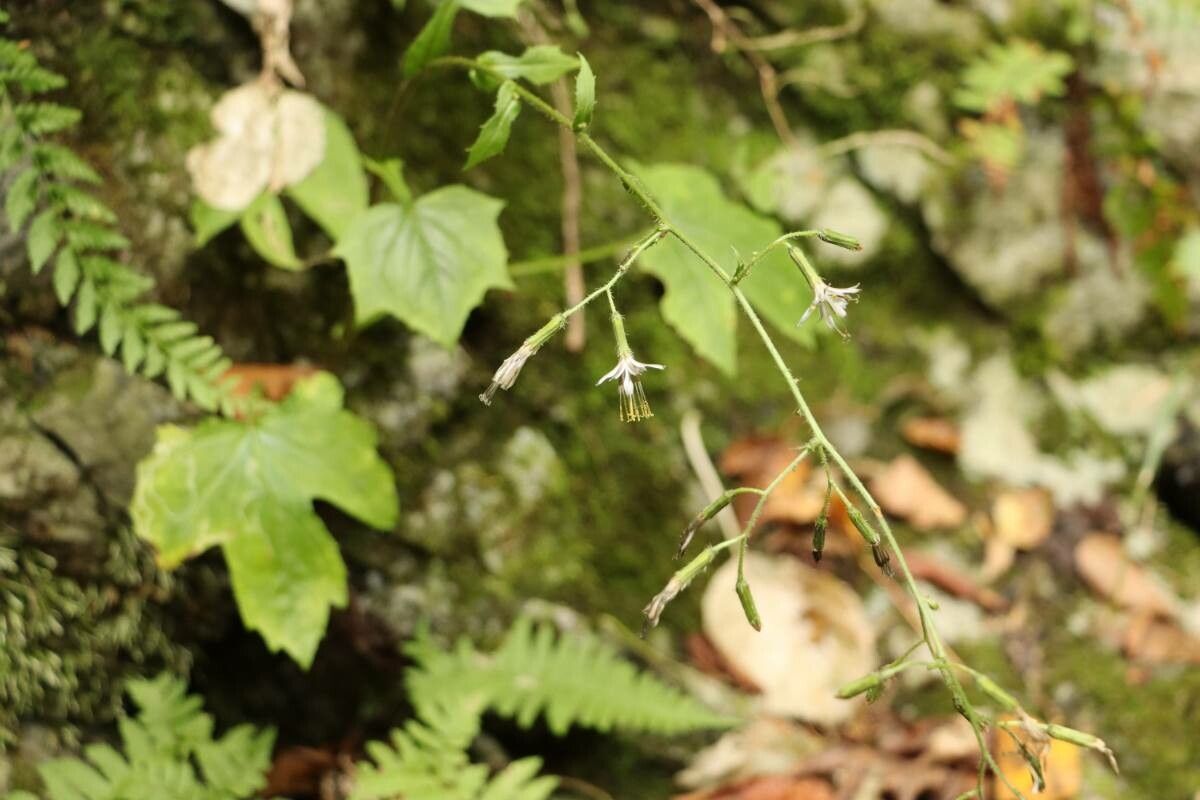 Nabalus acerifolius flower