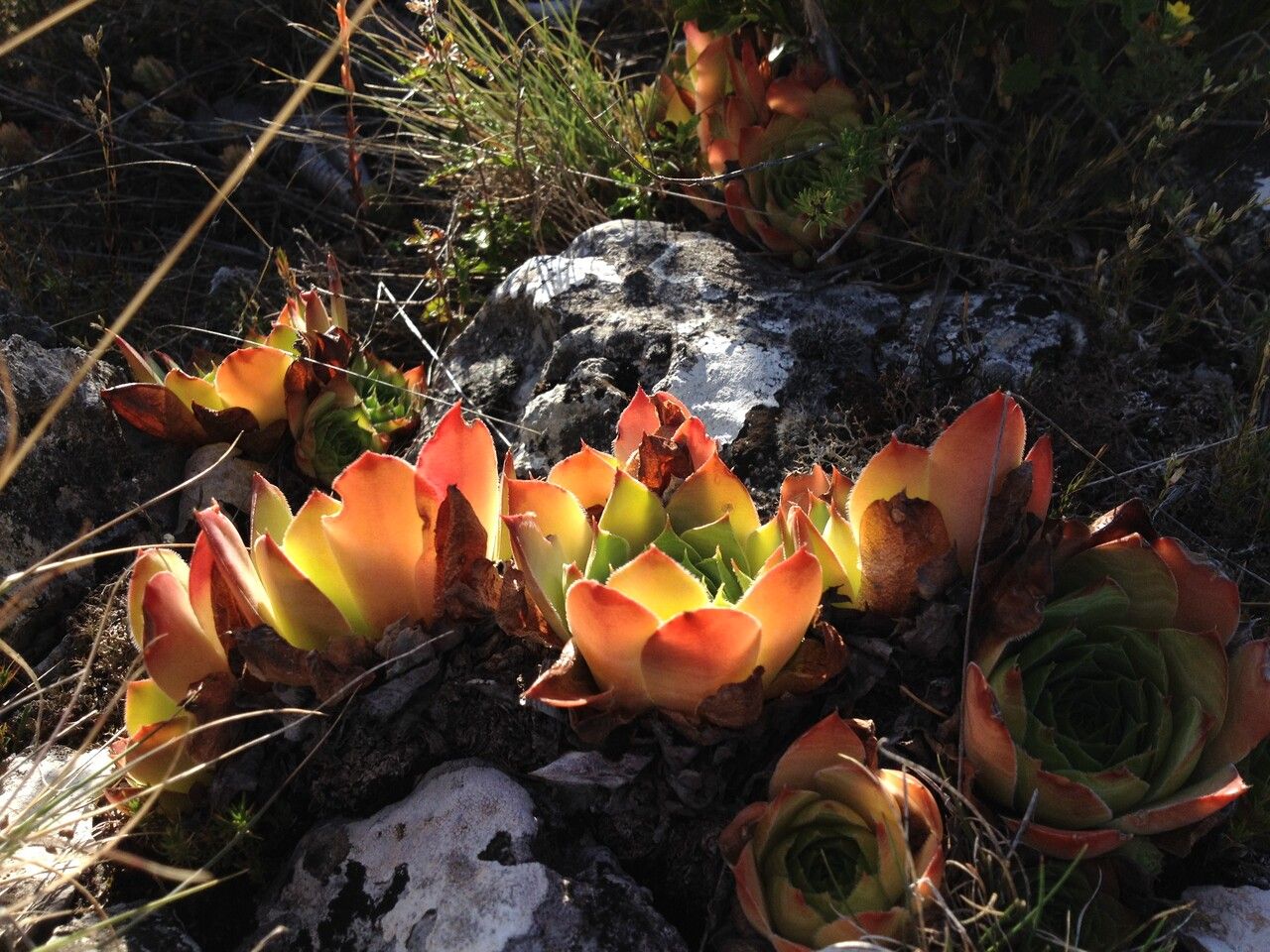 Sempervivum montanum leaf