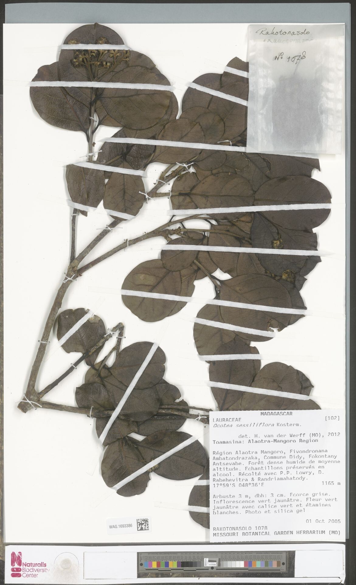 Ocotea sessiliflora — houseplant care guide