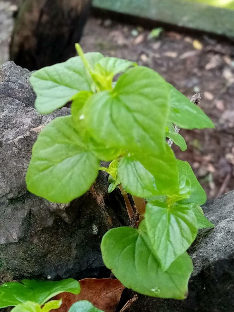 Peperomia pellucida leaf