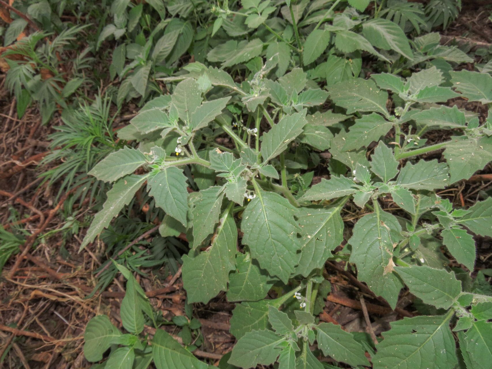 Solanum memphiticum habit