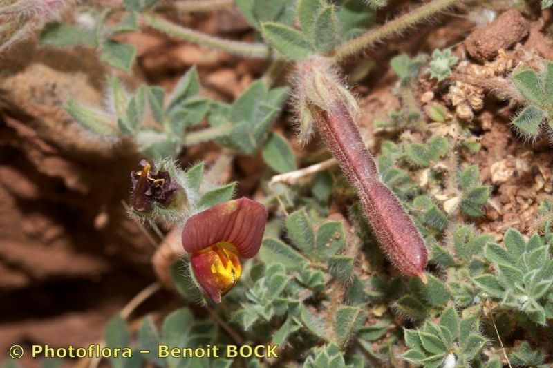 Lotus maroccanus other
