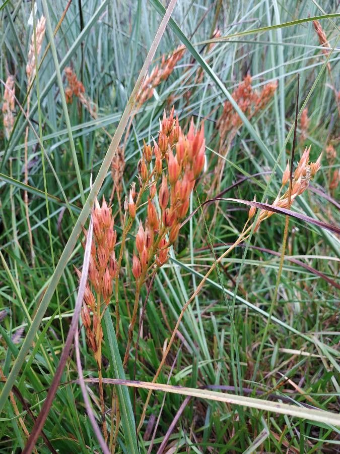 Narthecium ossifragum flower