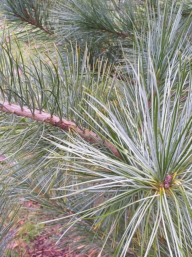Pinus koraiensis leaf