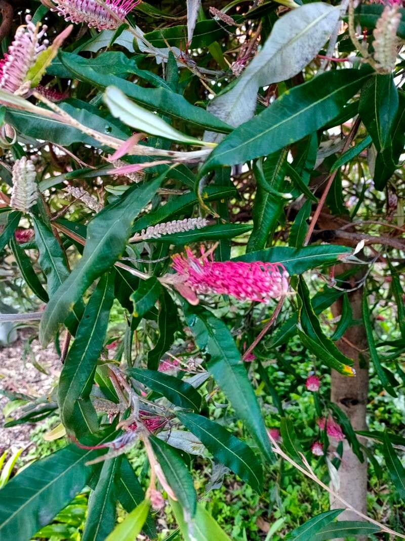 Grevillea longifolia flower