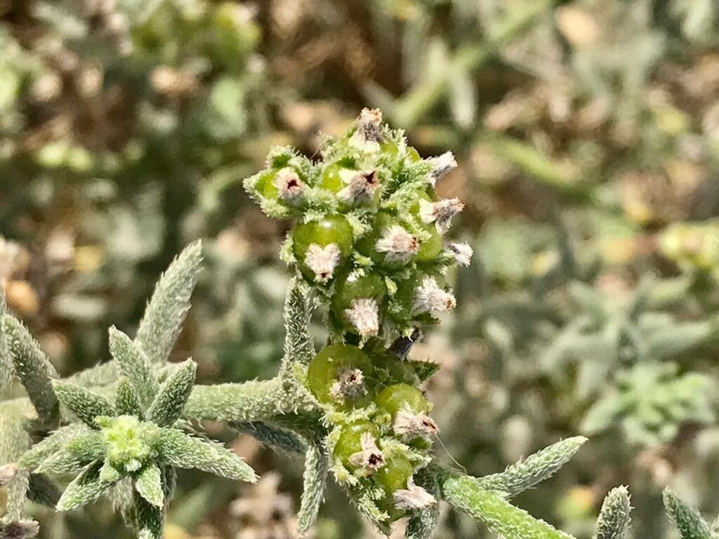 Heliotropium bacciferum fruit