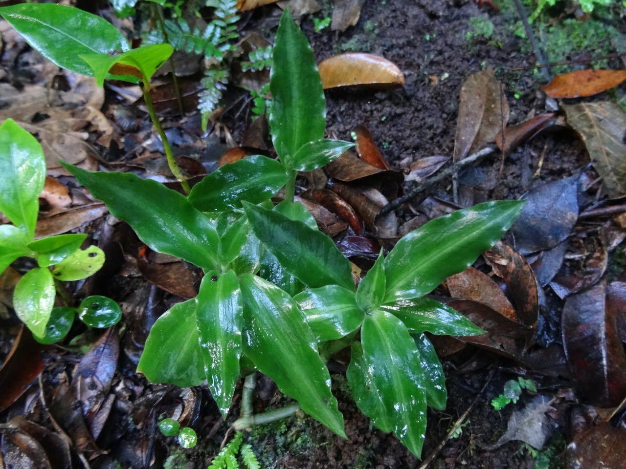 Microchilus hirtellus habit