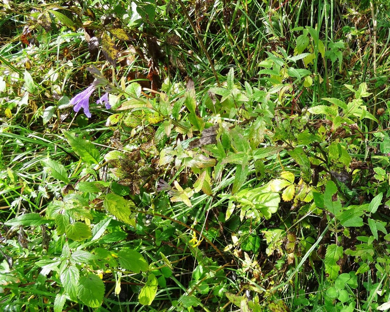 Nepeta sibirica habit