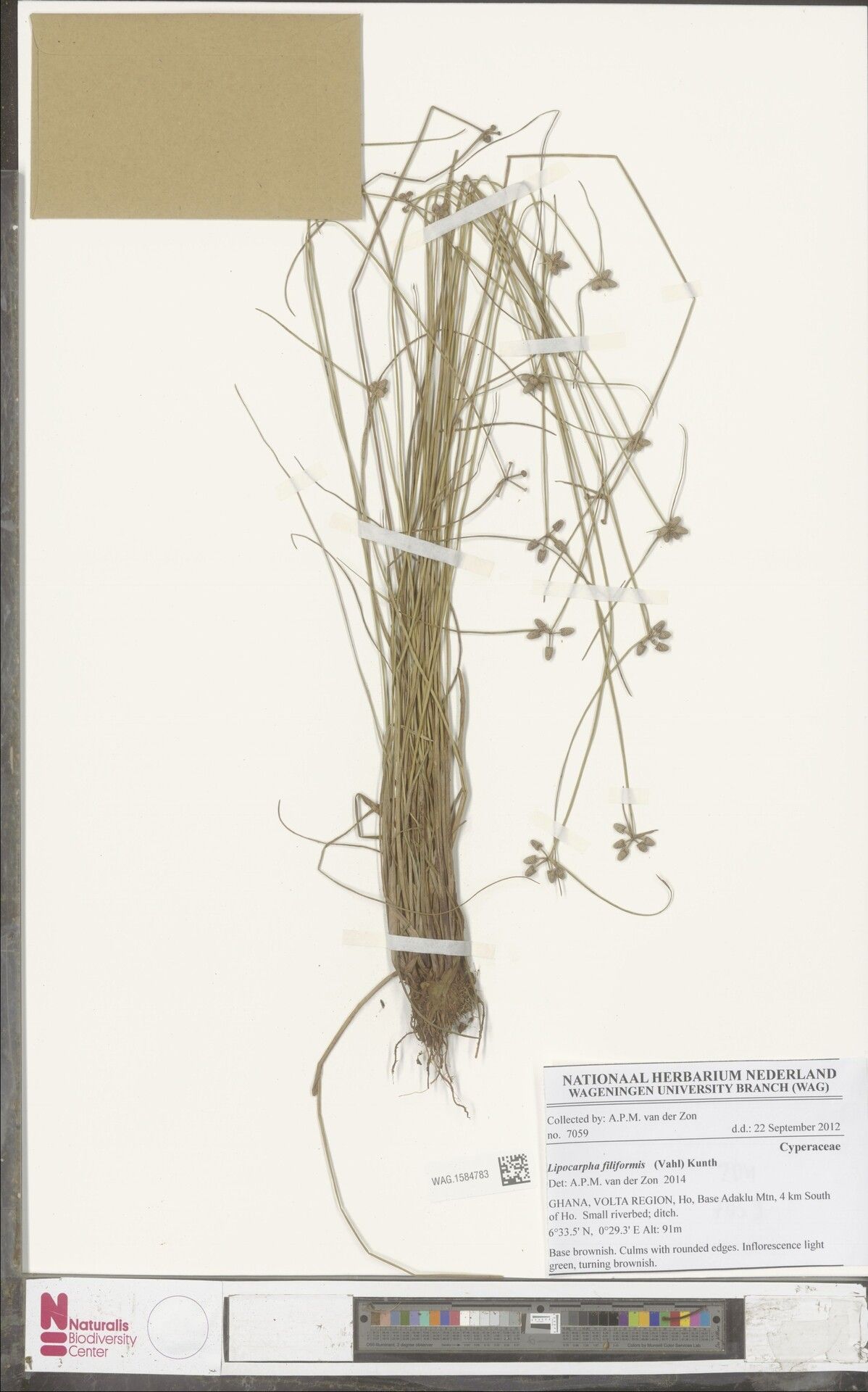 Cyperus lipofiliformis — houseplant care guide