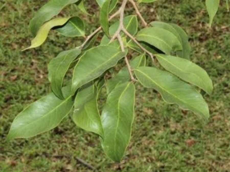 Aquilaria malaccensis — search result for 'Laos'