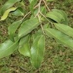 Aquilaria malaccensis