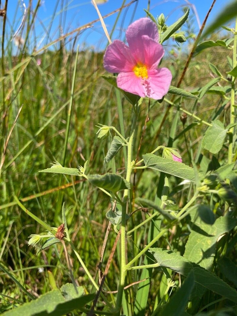 Kosteletzkya pentacarpos flower