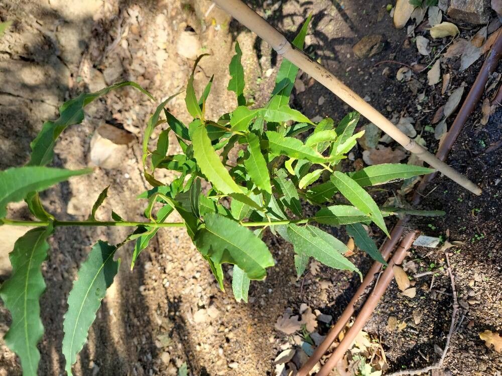 Acer laevigatum — houseplant care guide