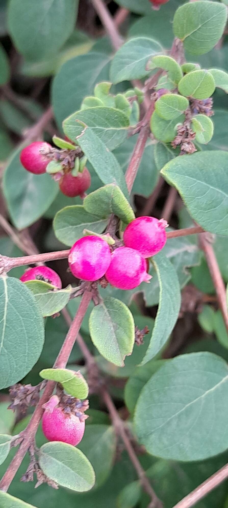 Symphoricarpos × chenaultii fruit