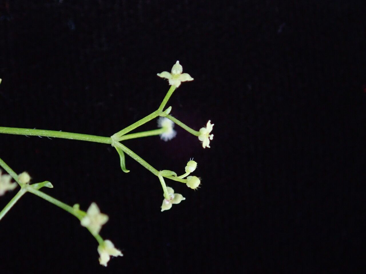 Galium hirtiflorum flower