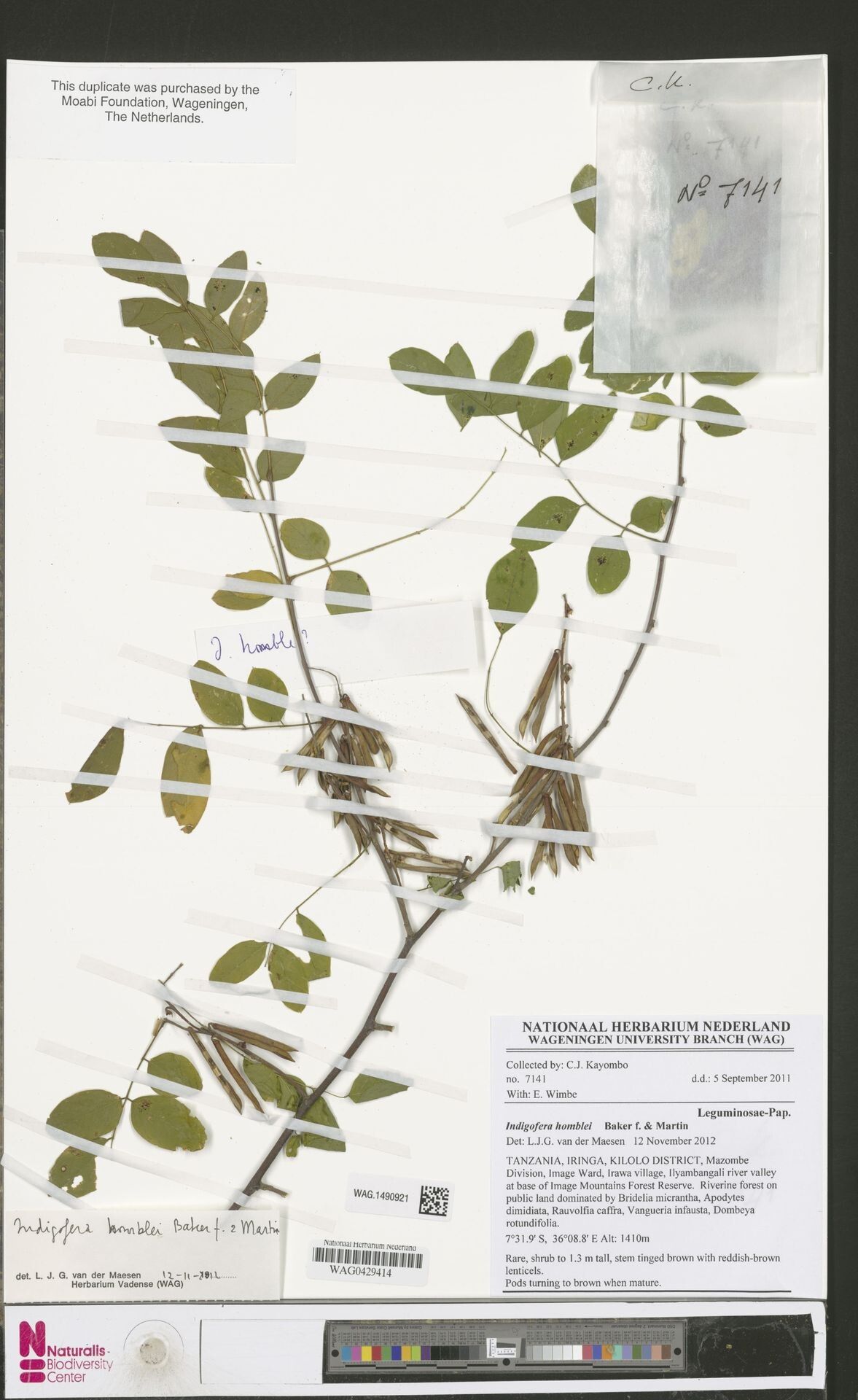 Indigofera homblei — search result for 'Indigofera'