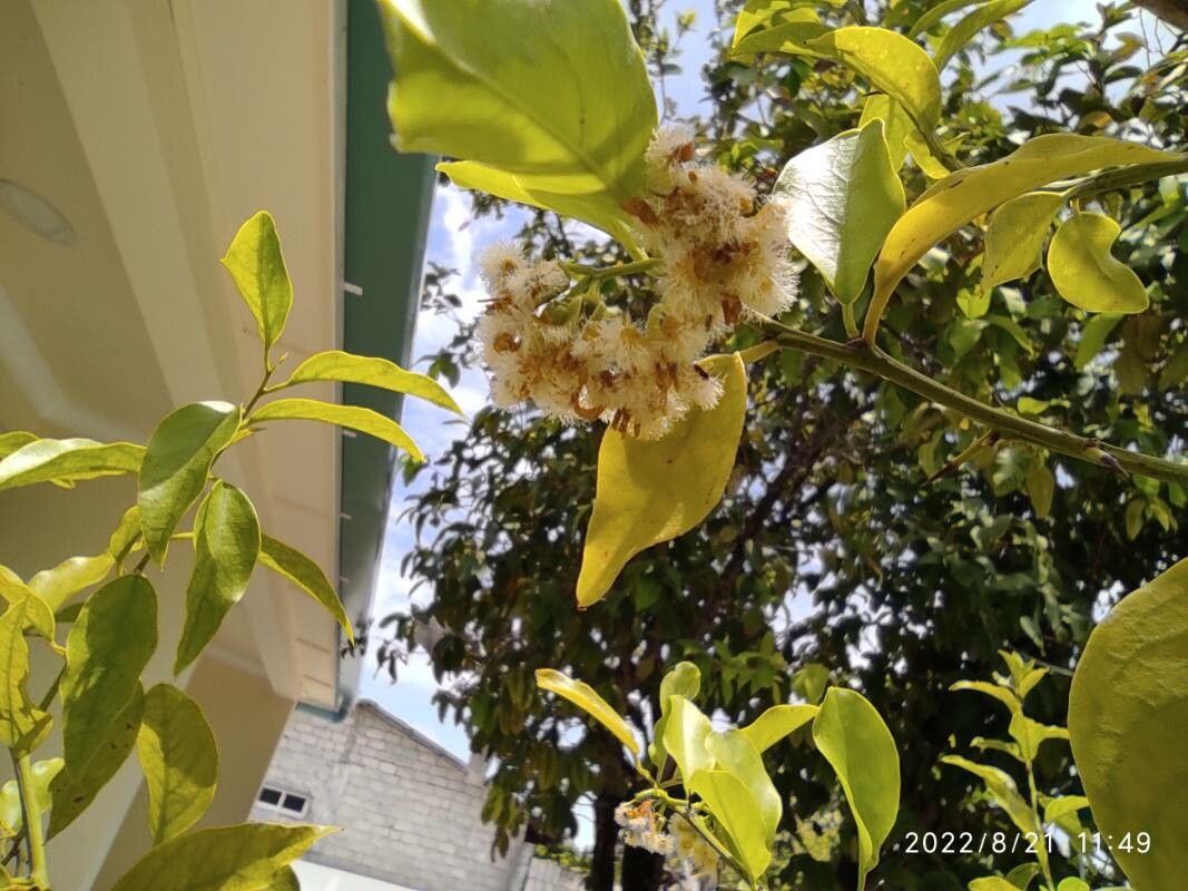 Ximenia americana flower