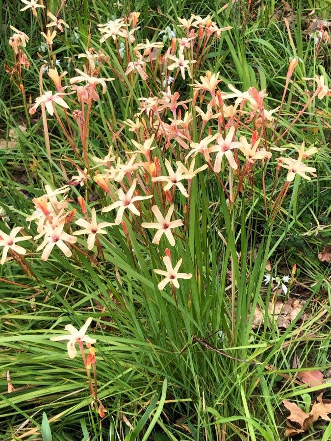 Ixia paniculata habit