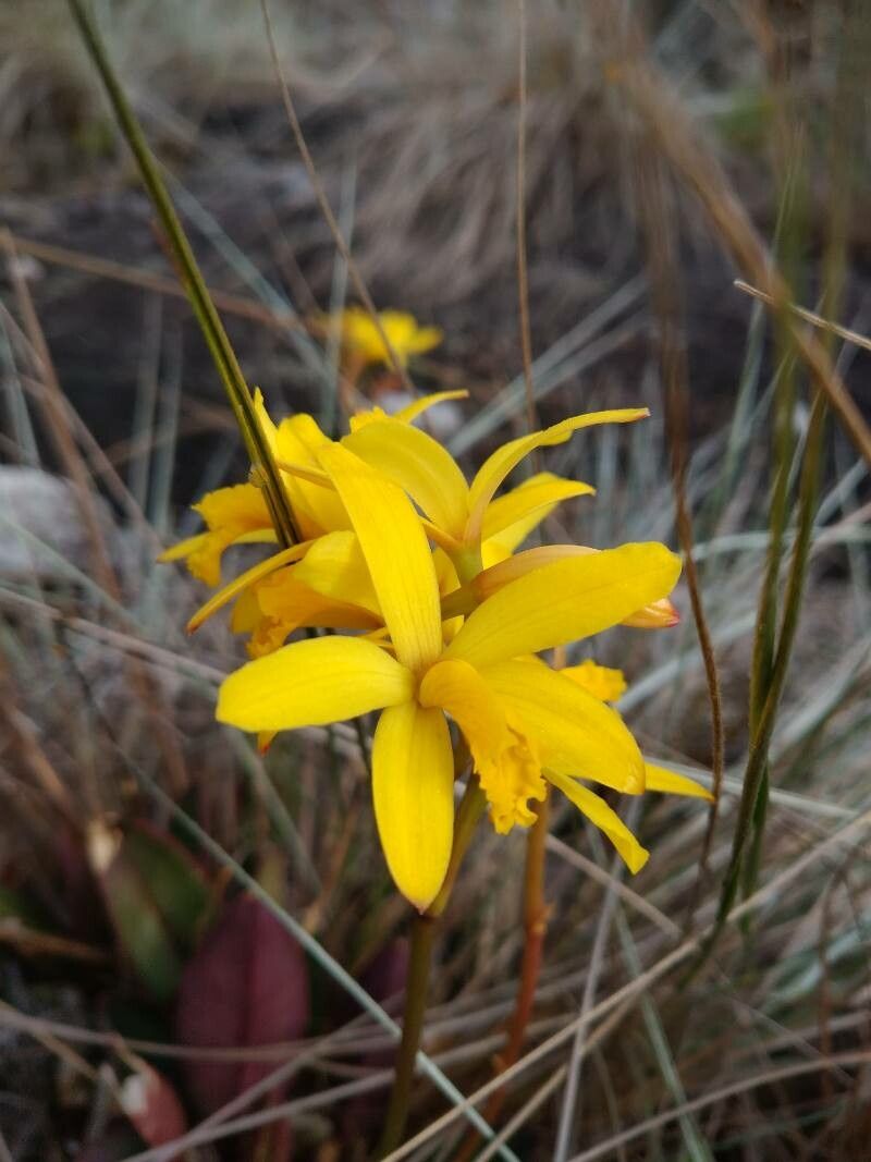 Cattleya crispata — houseplant care guide