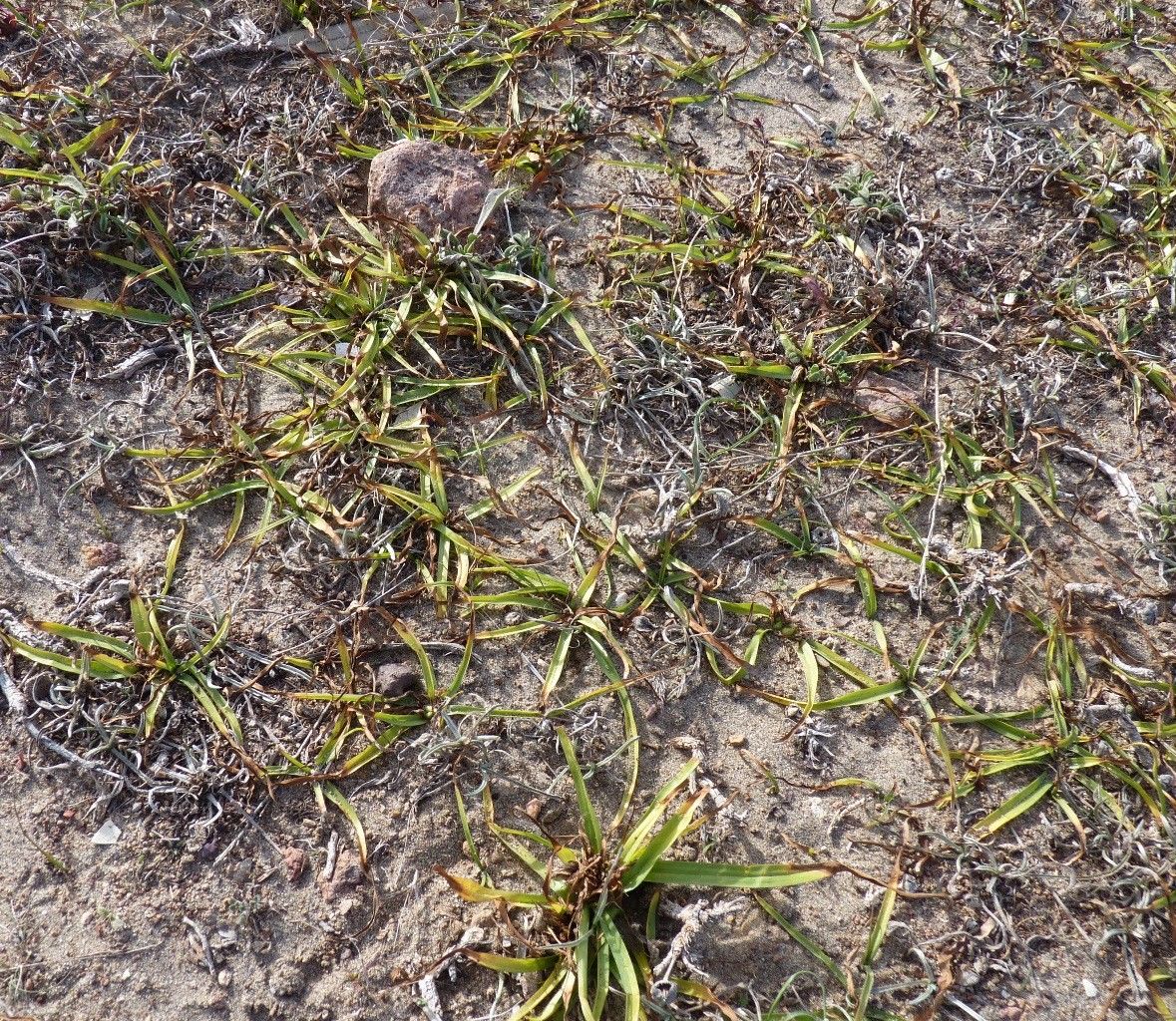 Colchicum europaeum other