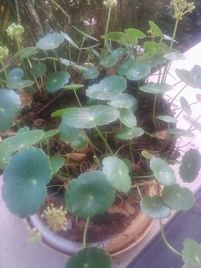 Hydrocotyle bonariensis bark