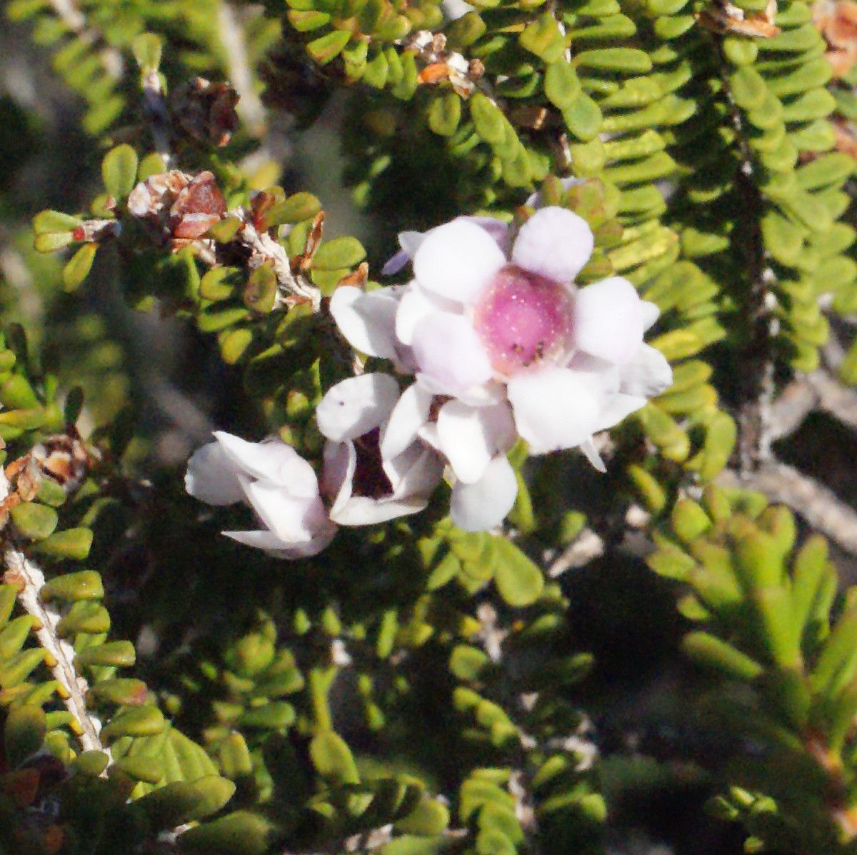 Diplolaena grandiflora — related species from the same genus