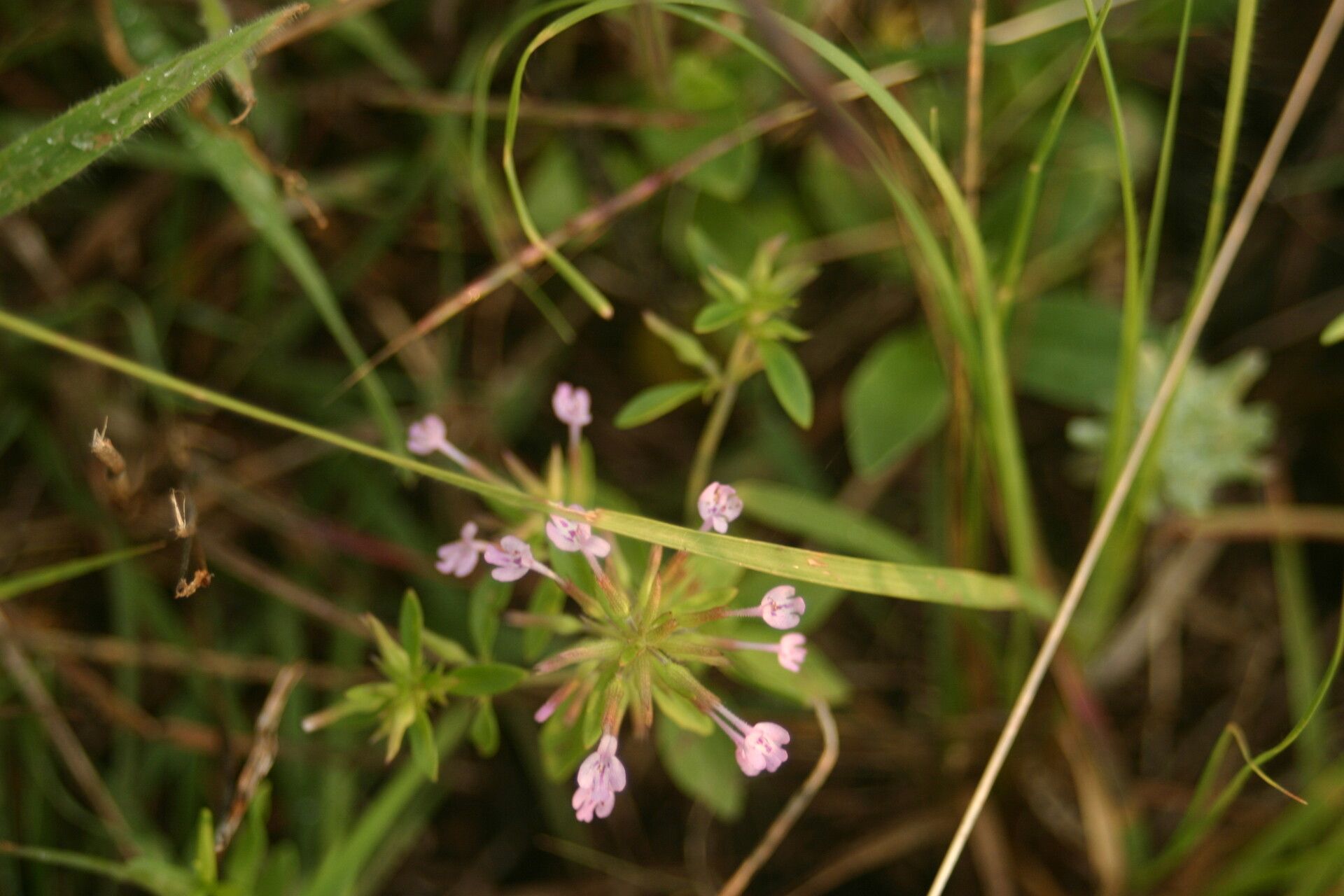Hedeoma acinoides flower