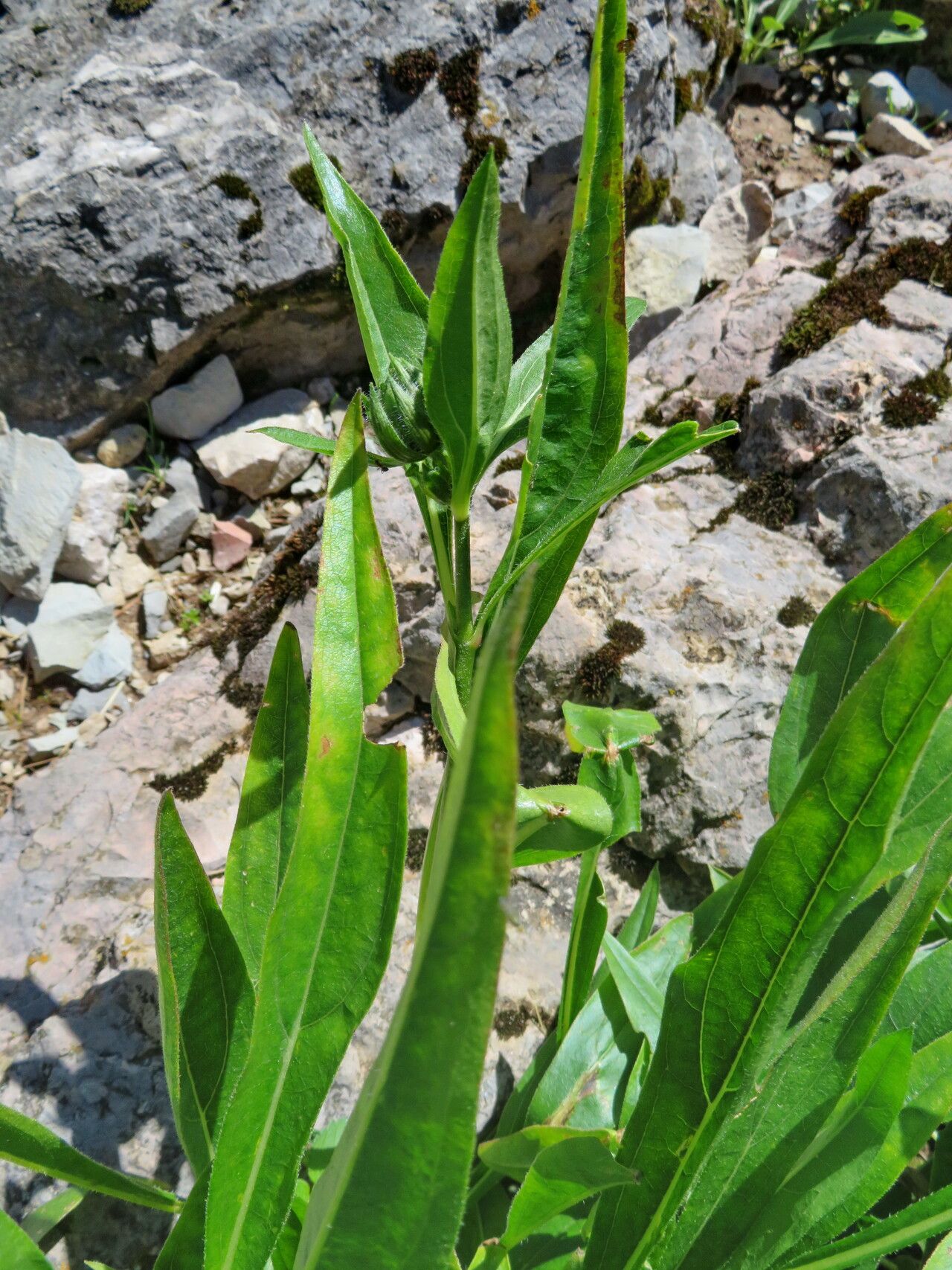 Helianthella quinquenervis — related species from the same genus