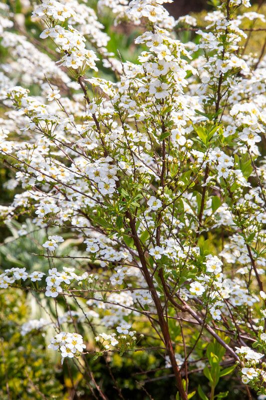 Spiraea thunbergi flower