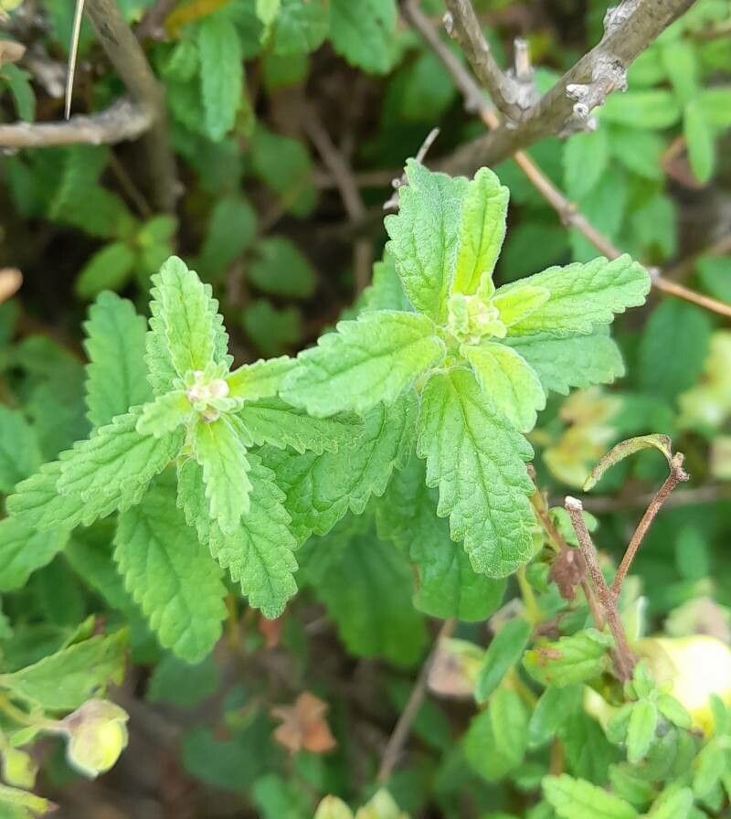 Calceolaria parvifolia leaf