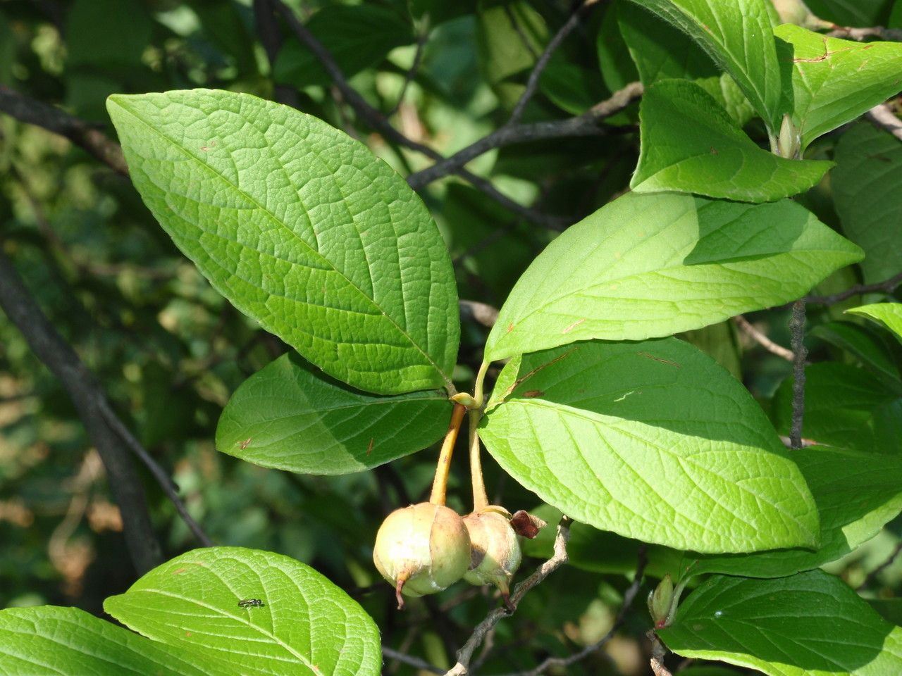 Stewartia pseudocamellia fruit