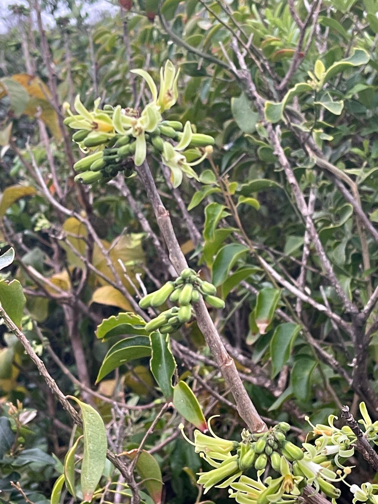 Turraea nilotica flower