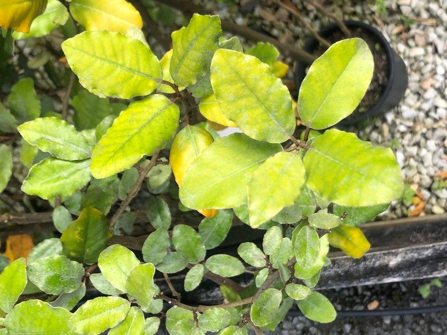 Elaeagnus × submacrophylla leaf