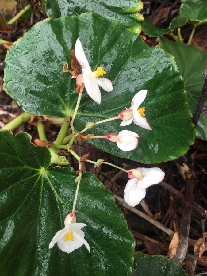 Begonia windischii flower