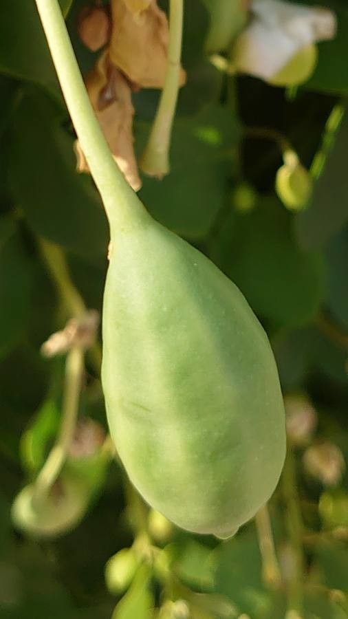 Capparis spinosa fruit