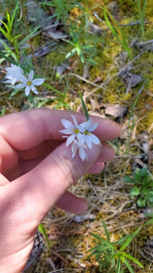 Sisyrinchium albidum flower