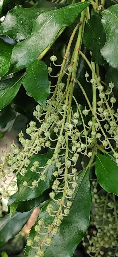 Clethra arborea fruit