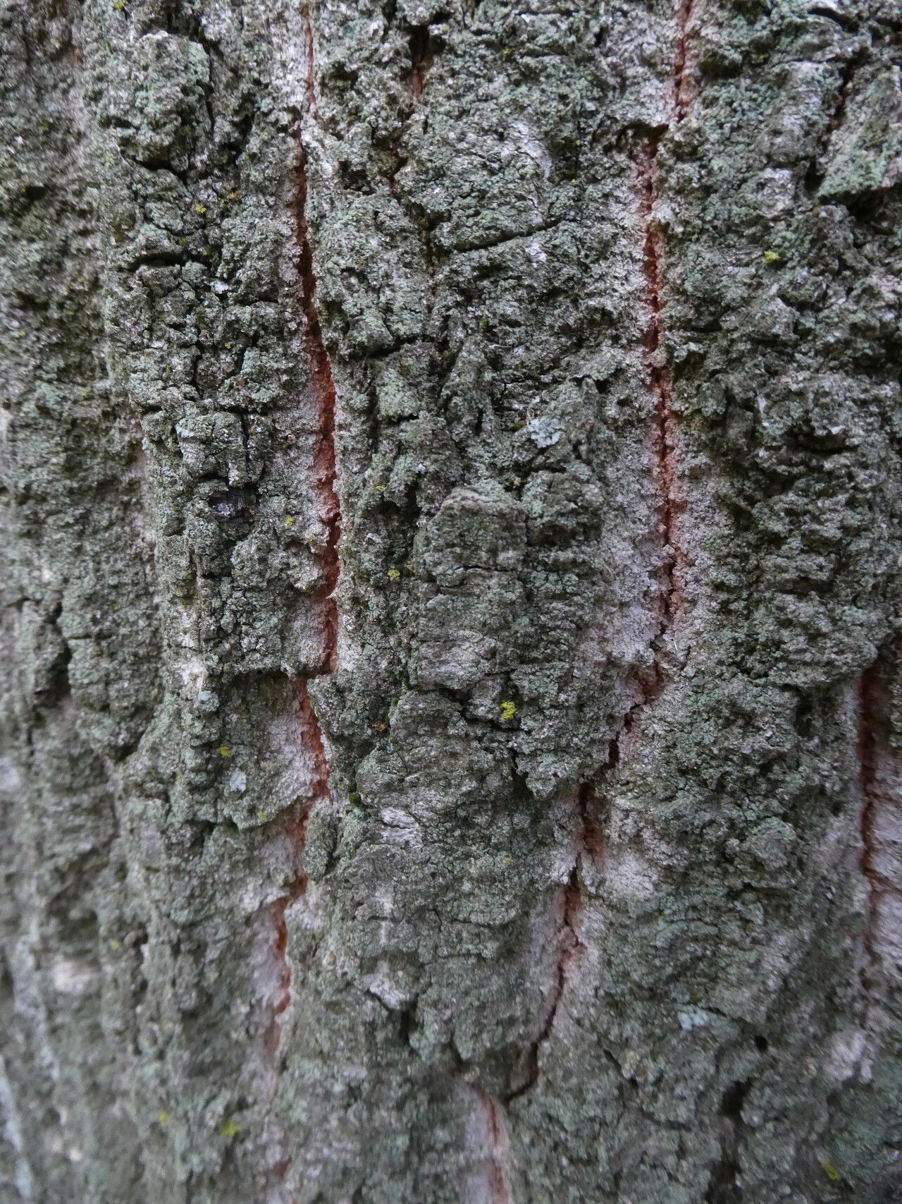Quercus ×morisii bark