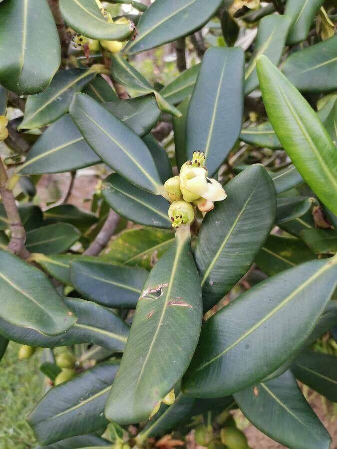 Clusia palmana flower