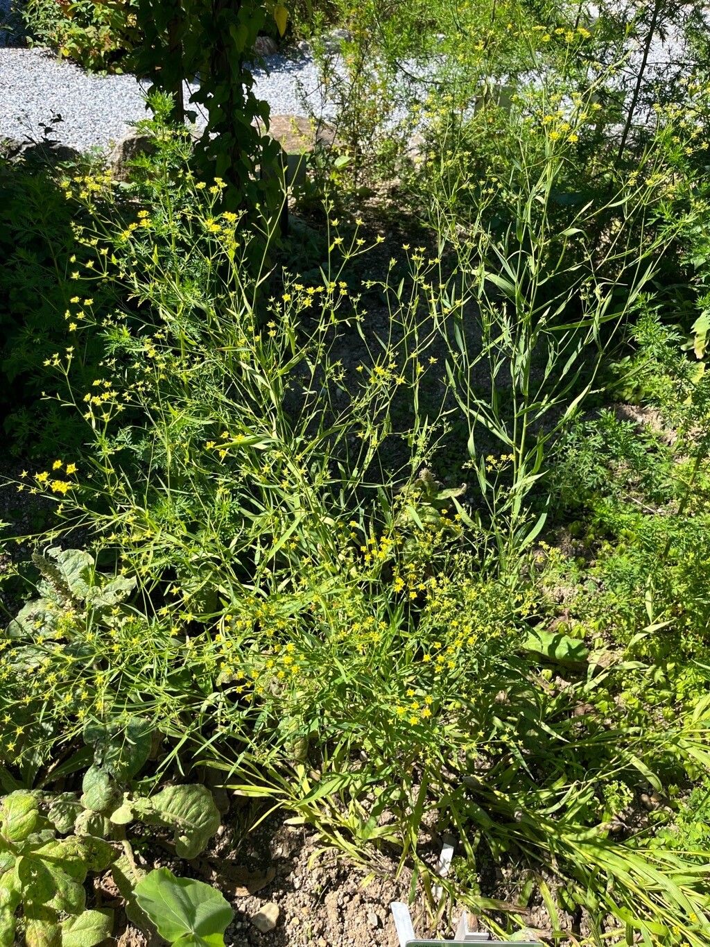 Bupleurum chinense habit