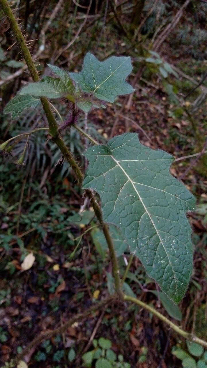 Solanum aridum — houseplant care guide