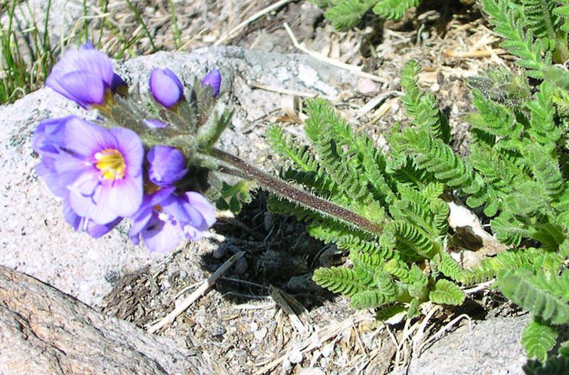Polemonium elegans flower