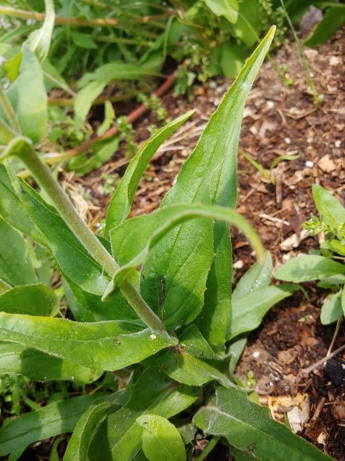 Penstemon pallidus leaf