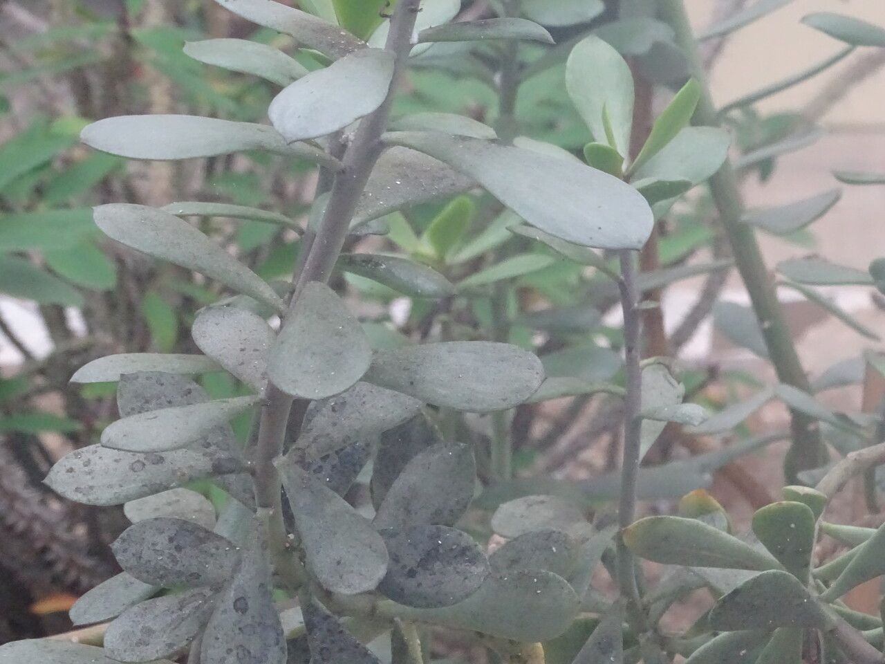 Senecio decaryi — search result for 'Senecio'