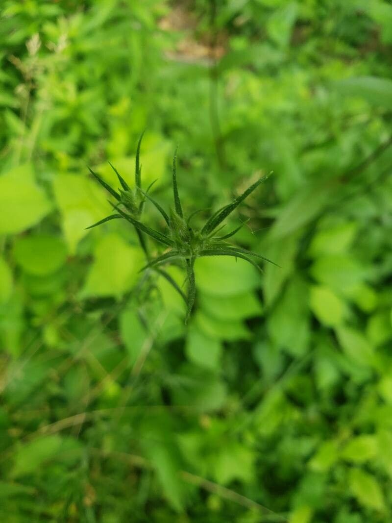 Dianthus armeria — search result for 'Portugal'