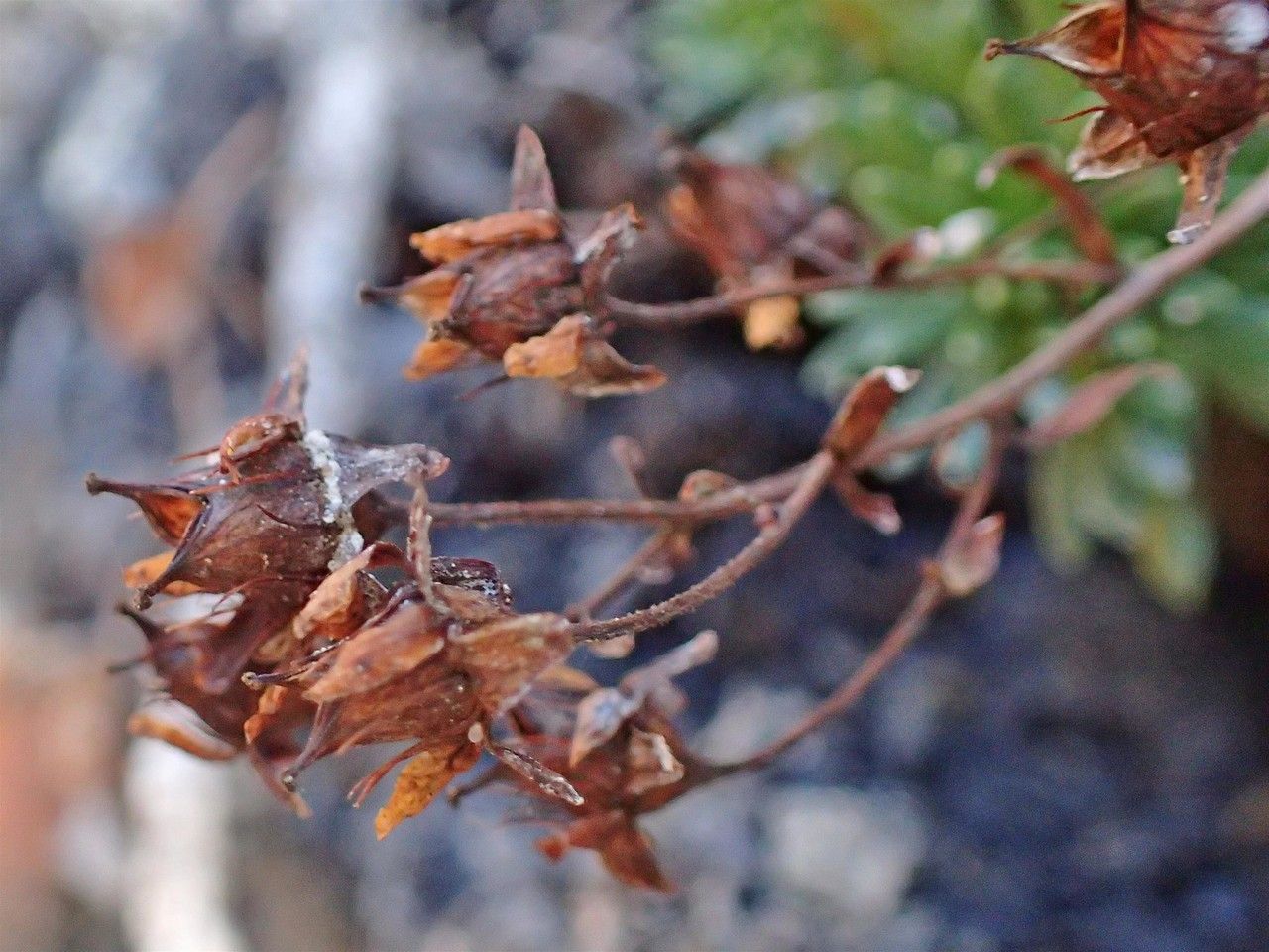 Saxifraga aizoides fruit